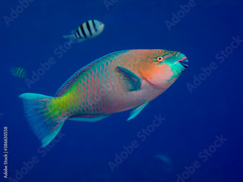 Fototapeta Naklejka Na Ścianę i Meble -  Rusty parrotfish (Scarus ferrugineus)