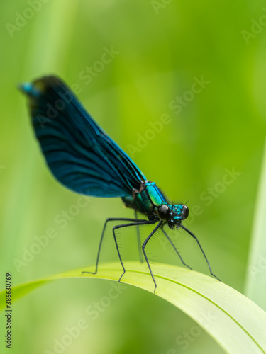 Banded demoiselle (Calopteryx splendens) sitting on a blade of grass. Beautiful blue demoiselle in its habitat. Insect portrait with soft green background. Wildlife scene from nature. Czech republic © Lukas Zdrazil