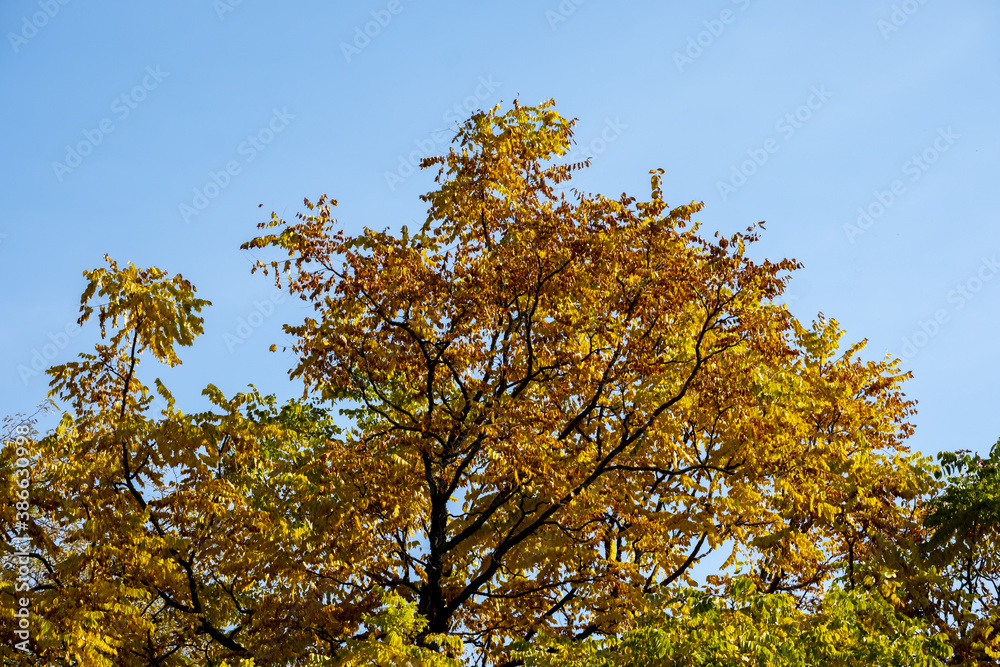autumn foliage in the parc of Bastions in Geneva, switzerland