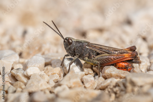 Bow-winged grasshopper (Chorthippus biguttulus) sitting on the ground. Cute small colorful bug in its habitat. Insect portrait with soft white background. Wildlife scene from nature. Czech Republic © Lukas Zdrazil