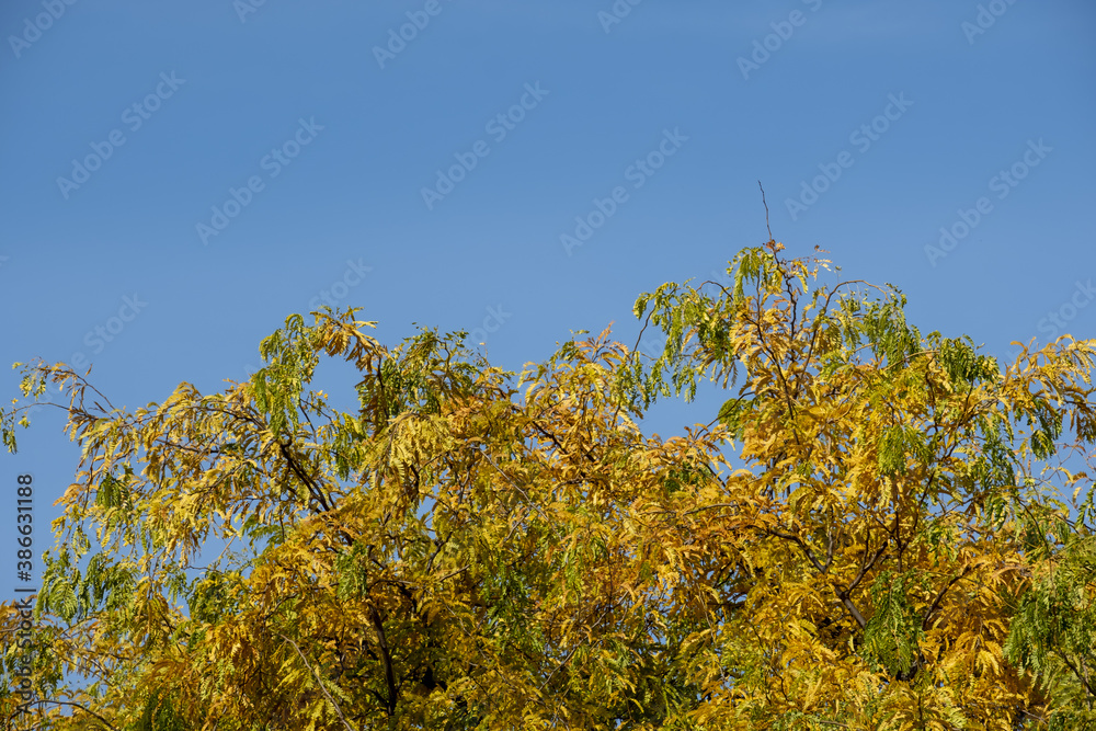 autumn foliage in the parc of Bastions in Geneva, switzerland autumn foliage in the parc of Bastions in Geneva, switzerland