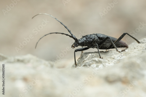 Musk beetle (Aromia moschata) sitting on a rock. Beautiful black bug in its habitat. Insect portrait with soft grey background. Wildlife scene from nature. Croatia