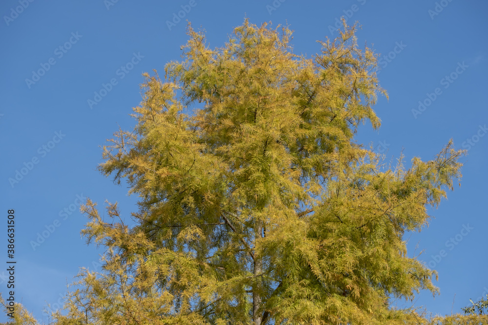 autumn foliage of the Beautiful, vibrant Autumn leaves on the Liquidambar tree, commonly called sweetgum gum, redgum, satin-walnut, or American storax in a park in Geneva, Switzerland