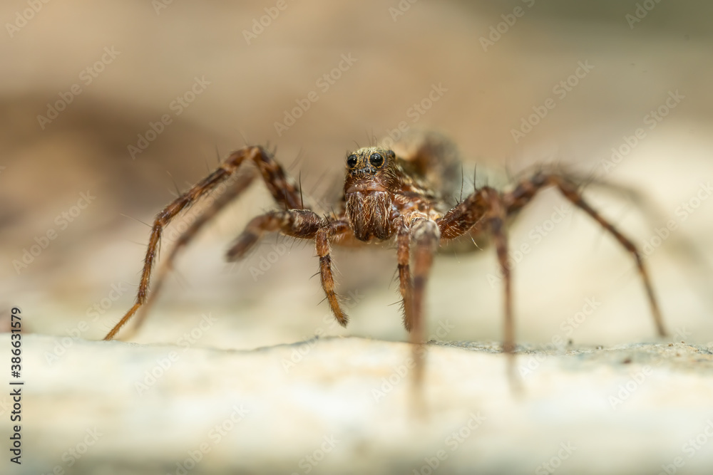 Wolf spider (Acantholycosa lignaria) sitting on a rock. Cute small brown spider in its habitat. Spider portrait with soft brown background. Wildlife scene from nature. Czech Republic Wolf spider (Acantholycosa lignaria) sitting on a rock. Cute small brown spider in its habitat. Spider portrait with soft brown background. Wildlife scene from nature. Czech Republic