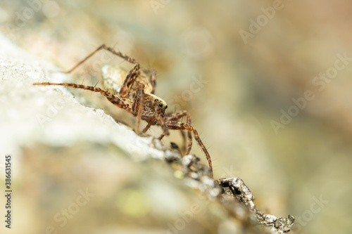 Wolf spider (Acantholycosa lignaria) sitting on a rock. Cute small brown spider in its habitat. Spider portrait with soft brown background. Wildlife scene from nature. Czech Republic