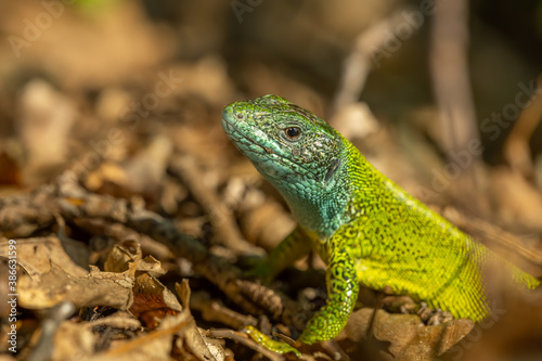 European green lizard (Lacerta viridis) sitting on the ground. Beautiful green and blue lizard in its habitat. Reptile portrait with soft brown background. Wildlife scene from nature. Czech Republic