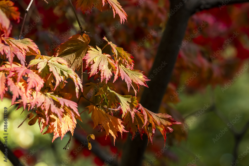Close-up of graceful red leaves of Japanese Maple, Acer palmatum Atropurpureum tree in a park of geneva, Switzerland Close-up of graceful red leaves of Japanese Maple, Acer palmatum Atropurpureum tree in a park of geneva, Switzerland