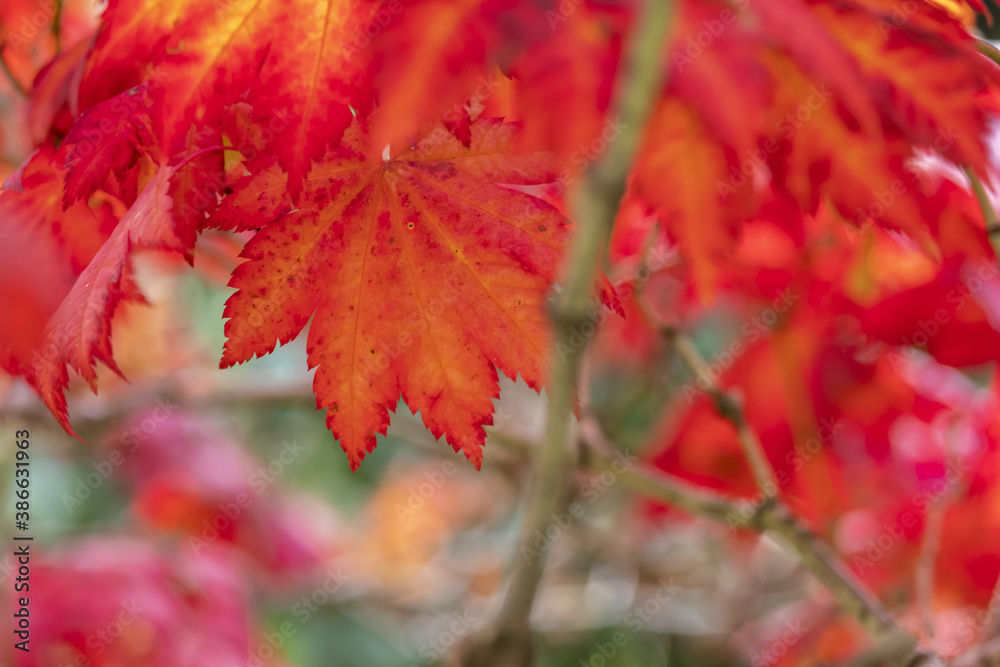 Close-up of graceful red leaves of Japanese Maple, Acer palmatum Atropurpureum tree in a park of geneva, Switzerland Close-up of graceful red leaves of Japanese Maple, Acer palmatum Atropurpureum tree in a park of geneva, Switzerland