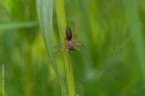 Sac spider (Clubiona) sitting in the grass. Small brown spider in its habitat. Insect detailed portrait with soft green background. Wildlife scene from nature. Czech Republic photo