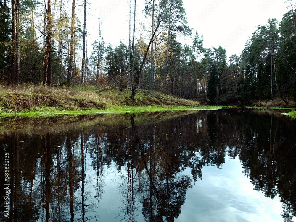Obraz premium The river is overgrown with grass and mud. Autumn in the forest.