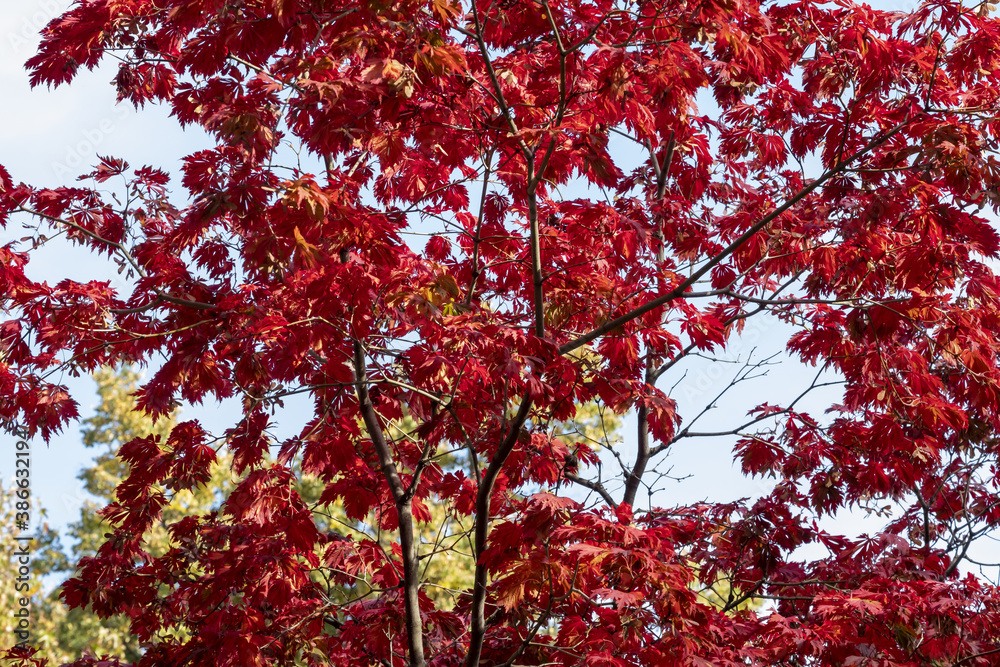 Close-up of graceful red leaves of Japanese Maple, Acer palmatum Atropurpureum tree in a park of geneva, Switzerland Close-up of graceful red leaves of Japanese Maple, Acer palmatum Atropurpureum tree in a park of geneva, Switzerland