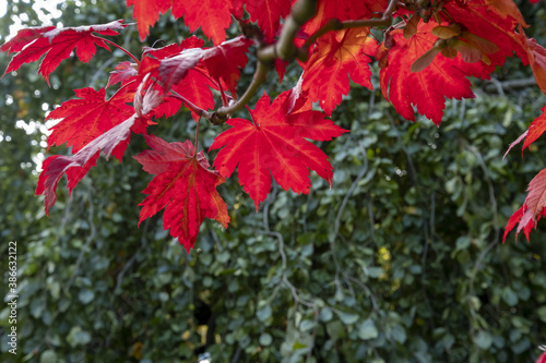 Close-up of graceful red leaves of Japanese Maple  Acer palmatum Atropurpureum tree in a park of geneva  Switzerland