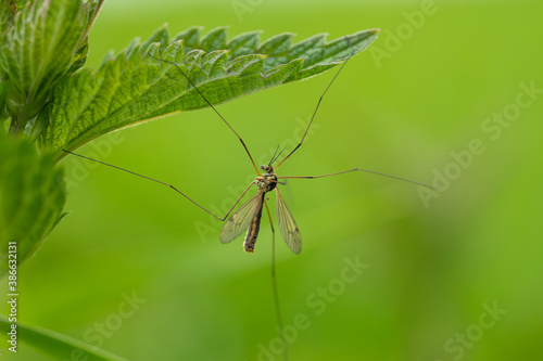 Crane fly (Nephrotoma pratensis) sitting on a leaf. Mosquito-like bug in its habitat. Insect detailed portrait with soft green background. Wildlife scene from nature. Czech Republic