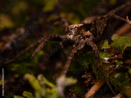 Thin-legged wolf spider (Pardosa sp.) sitting on the ground. Scary brown spider in its habitat. Insect detailed portrait with soft background. Wildlife scene from nature. Czech Republic