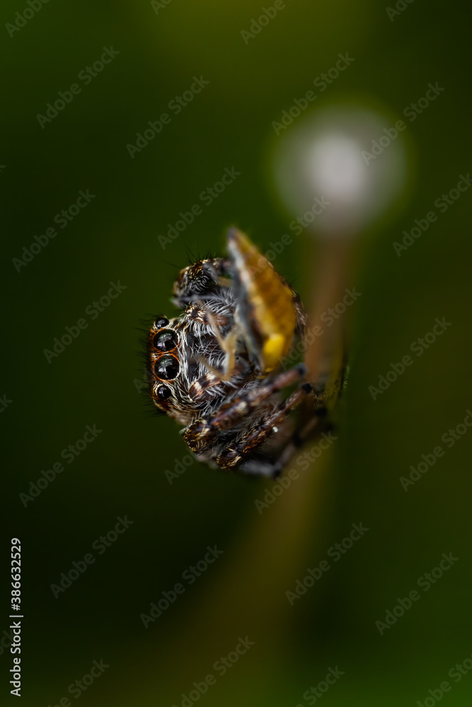 Jumping spider (Salticidae) sitting on a blade of grass. Cute small brown spider in its habitat. Insect detailed portrait with soft green background. Wildlife scene from nature. Czech Republic Jumping spider (Salticidae) sitting on a blade of grass. Cute small brown spider in its habitat. Insect detailed portrait with soft green background. Wildlife scene from nature. Czech Republic