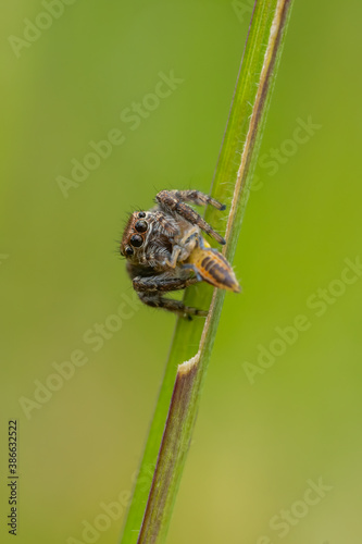 Jumping spider (Salticidae) sitting on a blade of grass. Cute small brown spider in its habitat. Insect detailed portrait with soft green background. Wildlife scene from nature. Czech Republic