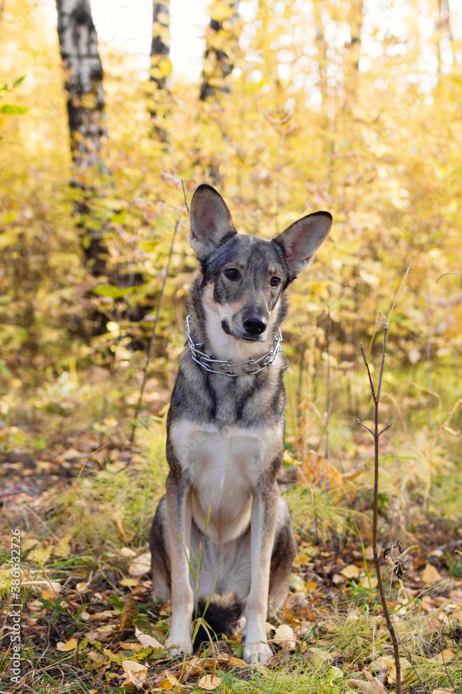 Brown and white short-haired mongrel dog is sitting on autumn grass and leaves during a walk in a park. Brown and white short-haired mongrel dog is sitting on autumn grass and leaves during a walk in a park.
