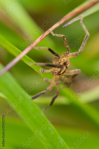 Wolf spider (Lycosidae) sitting and hunting in the grass. Small brown insect in its habitat, spider portrait with soft green background. Wildlife scene from nature. Czech republic