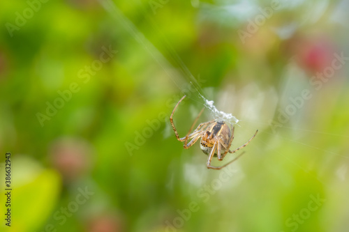 Lesser garden spider (Metellina segmentata) sitting in its web. Small brown insect, spider portrait with soft green background. Wildlife scene from nature. Czech republic