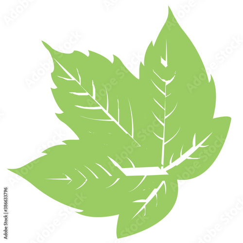 
A floral leaf with margin teeths and veins commemorating grapes leaf
