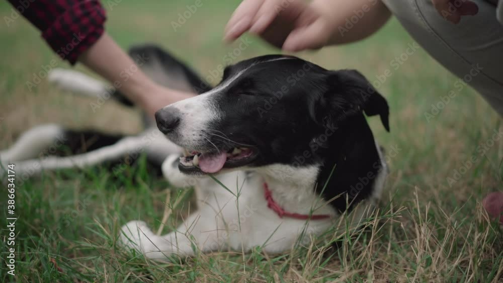 Dog lying on green grass in park or forest with male and female hands caressing domestic animal. Happy pet resting with owners outdoors in the morning. Dog lying on green grass in park or forest with male and female hands caressing domestic animal. Happy pet resting with owners outdoors in the morning.