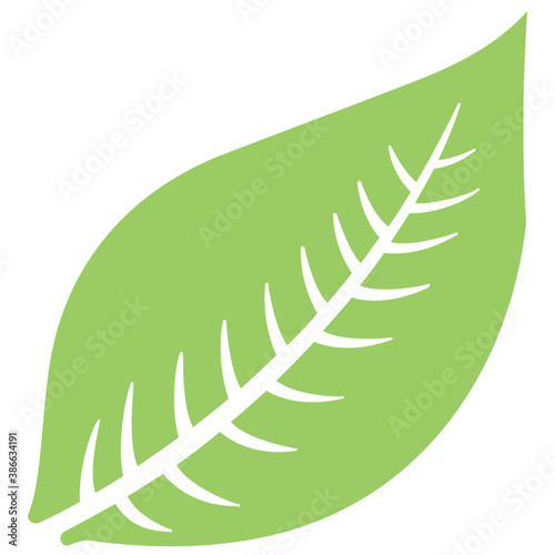 
Smooth edges ovate shape leaf with veins structured like fish bones, this is hevea brasiliensis leaf 
 photo