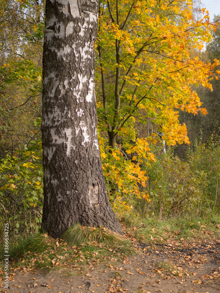 autumn landscape with birch