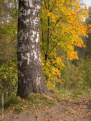 autumn landscape with birch