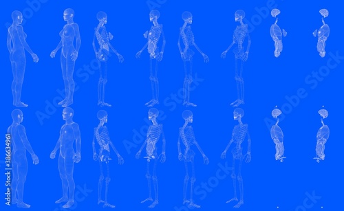 Set of 16 hologram mesh renders of man and woman bodies with skeleton and internal organs isolated - cg high detailed medical 3D illustration in blueprint style
