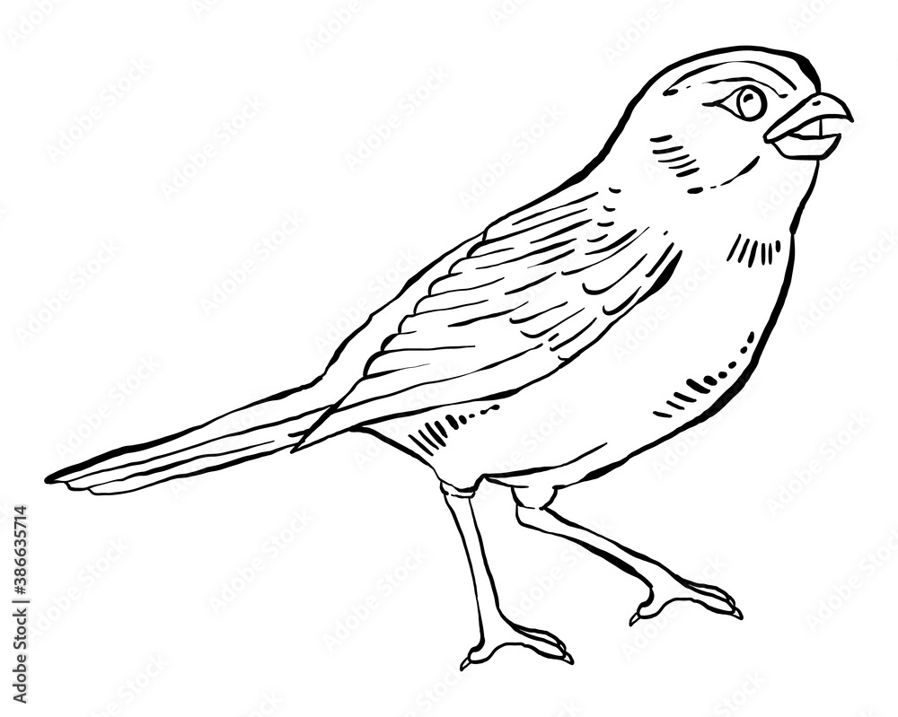 Fototapeta premium Hand drawn illustration of a bird, detailed clip art isolated on white background.