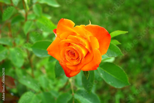 In the garden  a single orange-yellow tea rose.
