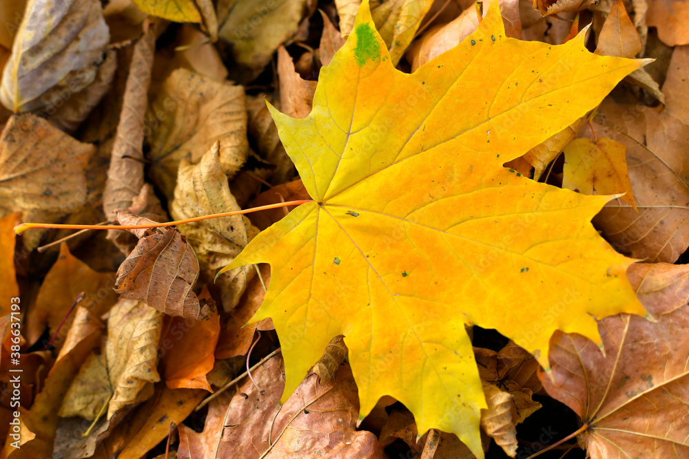 Yellow autumn maple leaf on dried fallen leaves background Yellow autumn maple leaf on dried fallen leaves background
