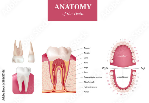 Dental set. Adult international tooth numbering chart. Universal numbering system. Tooth Anatomy vector Dental Infographics. Realistic White Tooth Mockup. Medical poster. Vector illustration. 