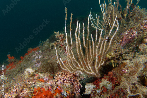 White gorgonian  Eunicella singularis  in Mediterranean Sea