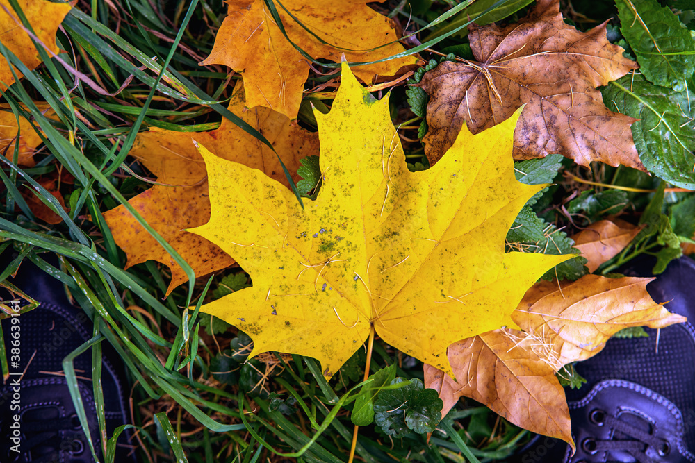 Obraz premium autumn leaves