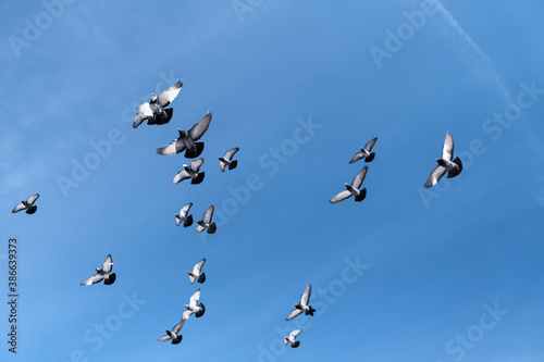 Flock of birds swarming on blue sky.