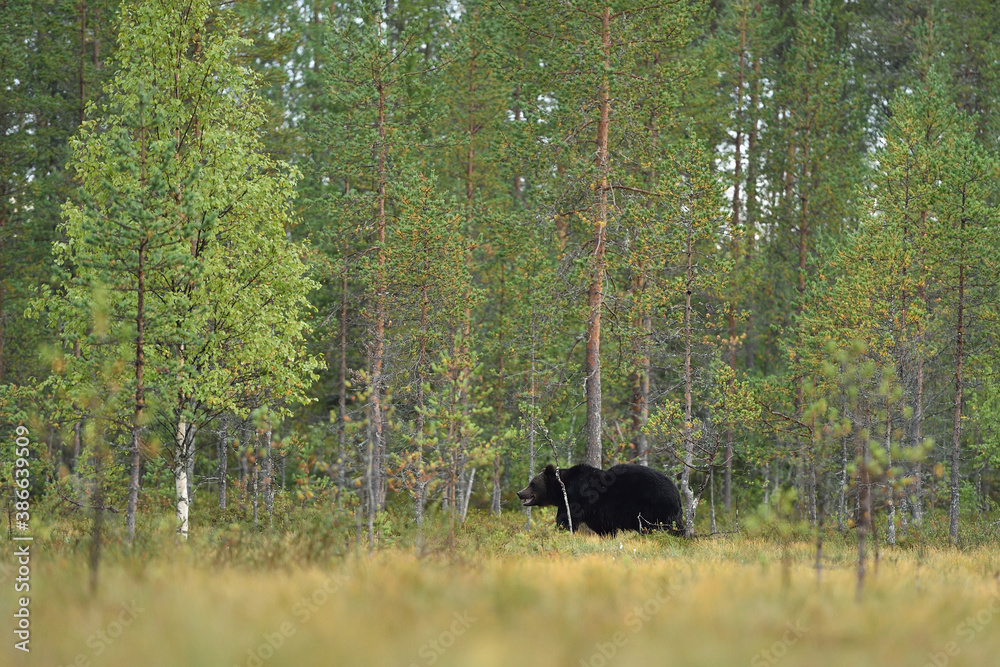 brown bear in forest landscape at summer brown bear in forest landscape at summer