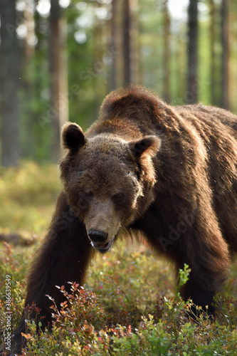 brown bear portrait in the forest