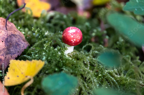 Fly agaric (Amaníta) is a genus of mycorrhizal lamellar fungi of the Amanitaceae family.