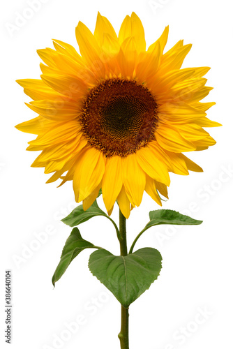 Sunflower isolated on white background. Sun symbol. Flowers yellow  agriculture. Seeds and oil. Flat lay  top view. Bio. Eco. Creative