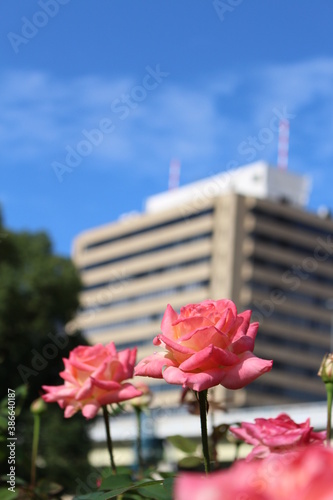 都会の景色とピンクの薔薇