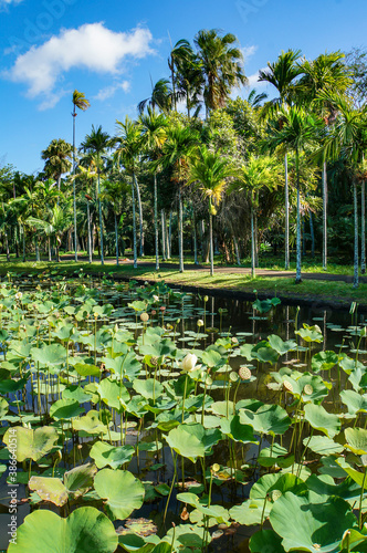 stagno pieno di fiori di loto con palme sullo sfondo - Orto botanico di Pamplemousses
