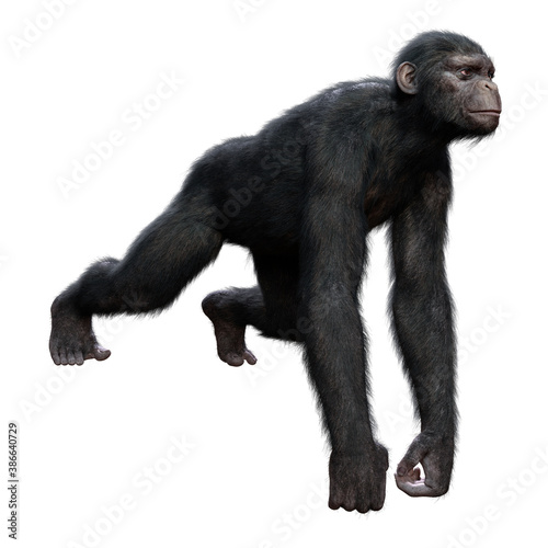 3D Rendering Chimpanzee on White