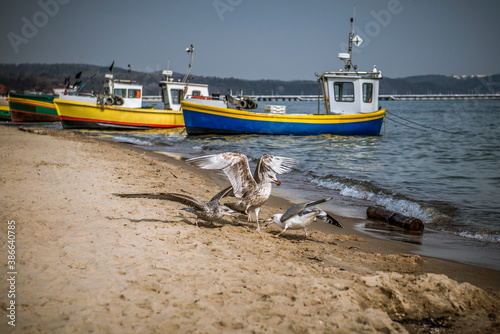 tradycyjny widok nad polskim morzem - przycumowane kutry rybackie i stado dzikich mew