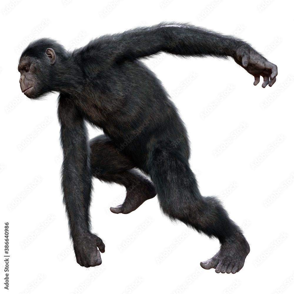 Fototapeta premium 3D Rendering Chimpanzee on White