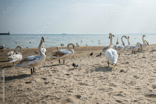 dzikie młode łabędzie na plaży Sopocie, Polska 