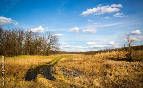 pathway across spring meadow in steppe