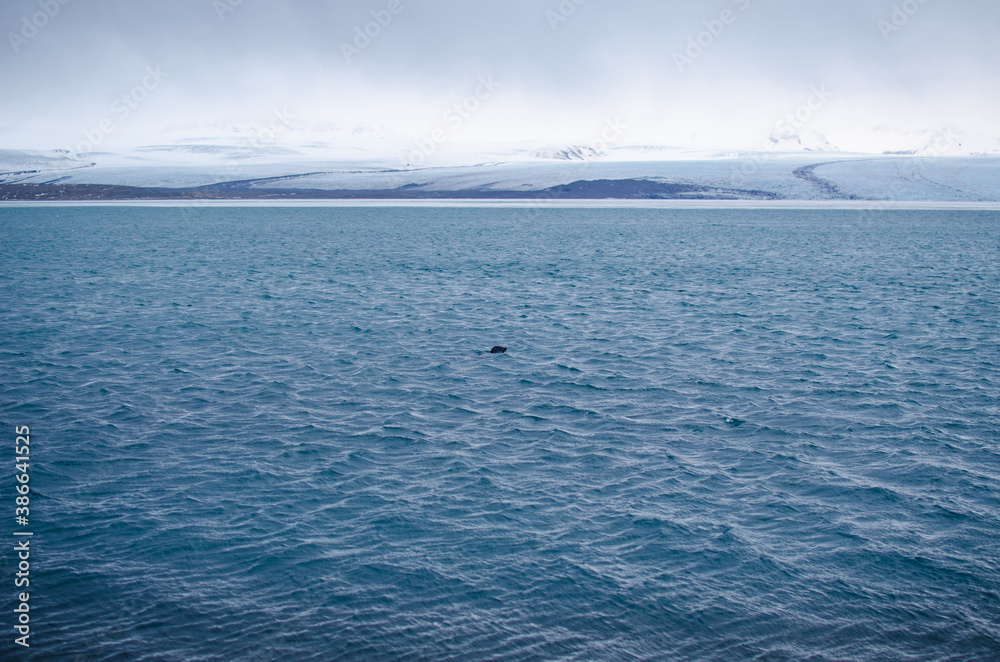 Seal in the Glacial Lagoon, Iceland