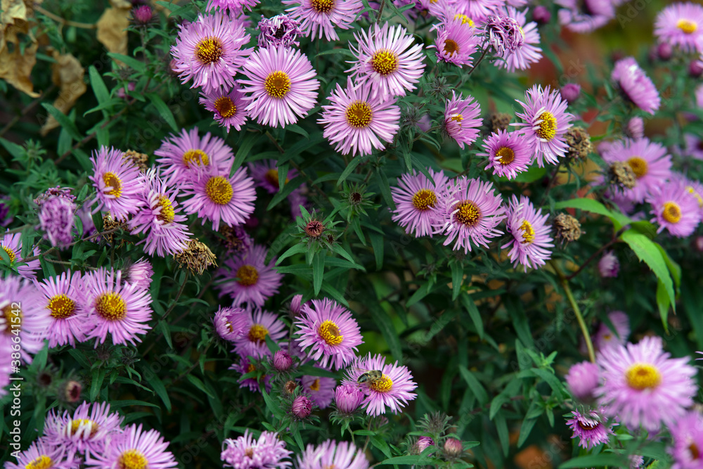 flowers in the garden flowers in the garden