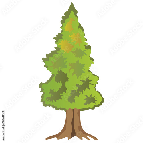
Fluffy young branch fir tree, coniferous tree 
